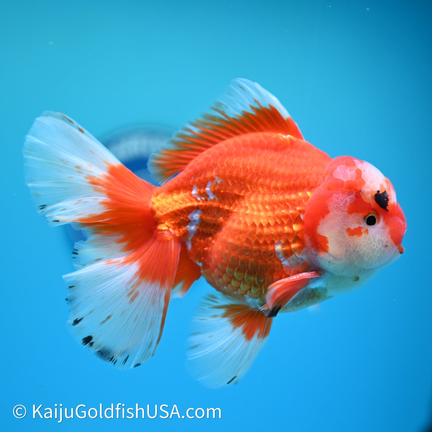 Jade Head Red White Rose Tail Oranda 4in Body (240607_OR13) - Kaiju Goldfish USA