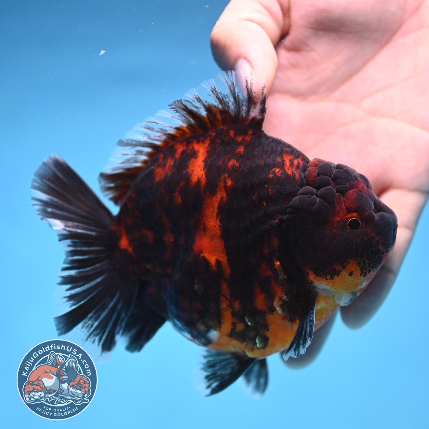 Tiger Oranda 4 inch Body (250905_OR13)