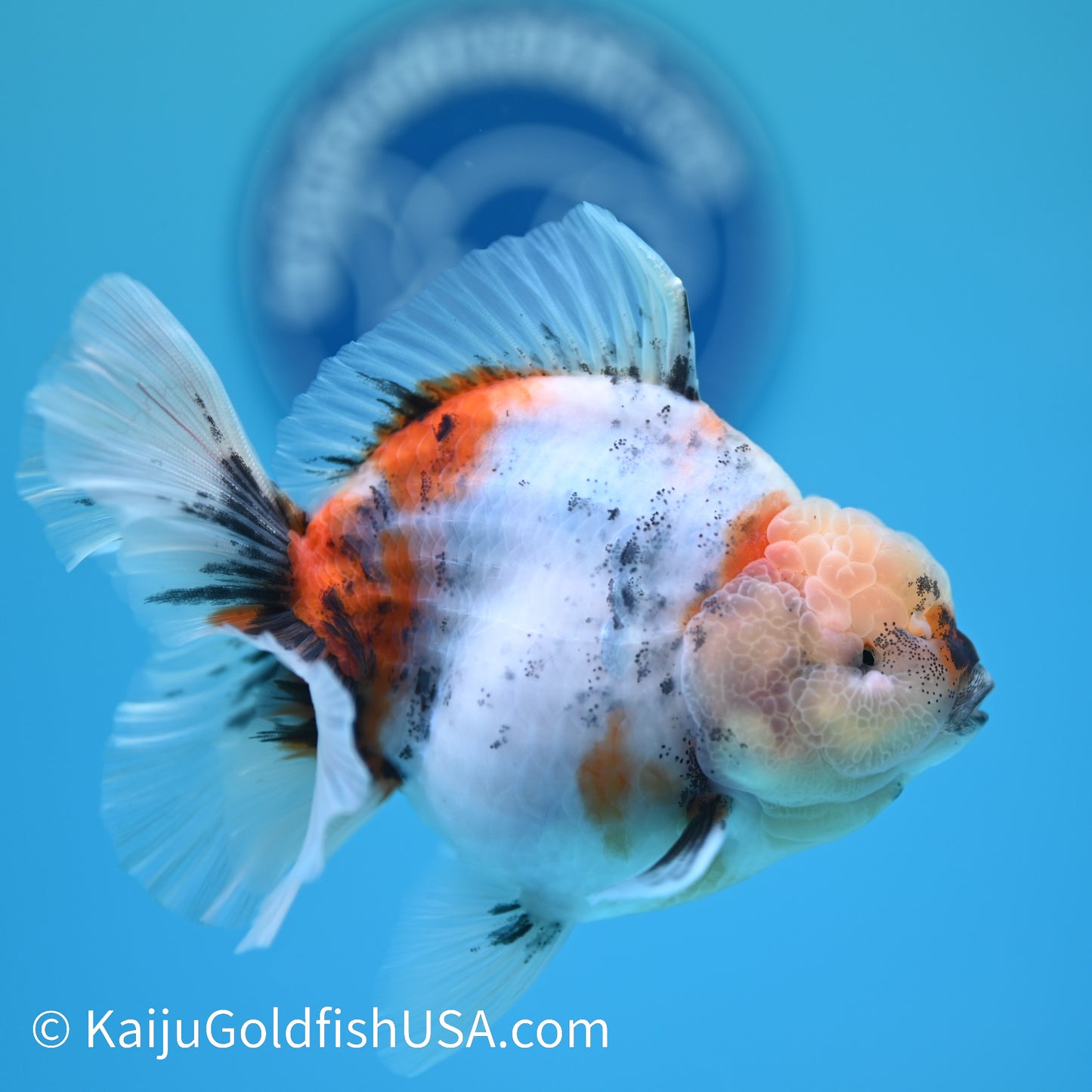 Calico Rose Tail Oranda 4.5 inches (240405_OR13) - Kaiju Goldfish USA