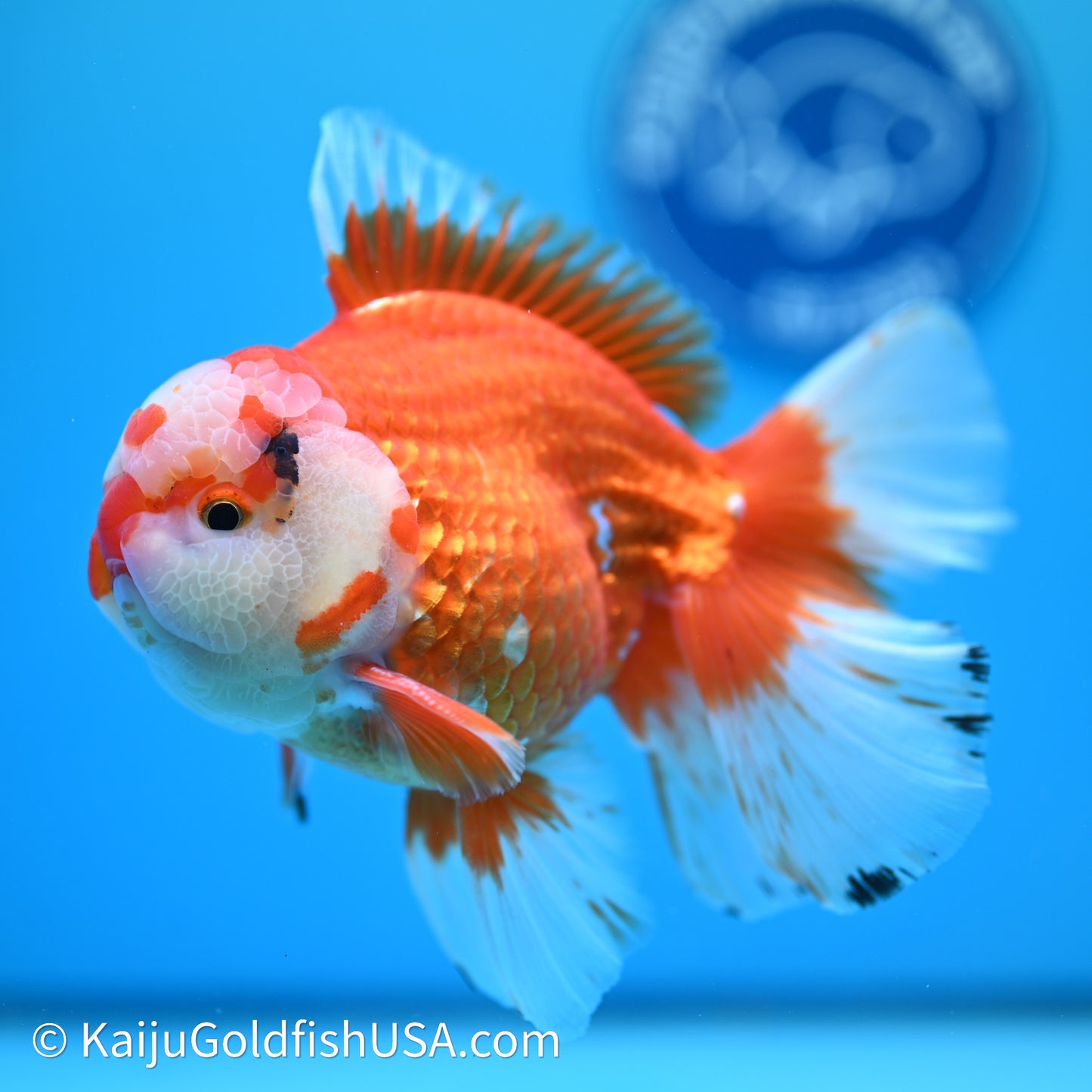 Jade Head Red White Rose Tail Oranda 4in Body (240607_OR13) - Kaiju Goldfish USA