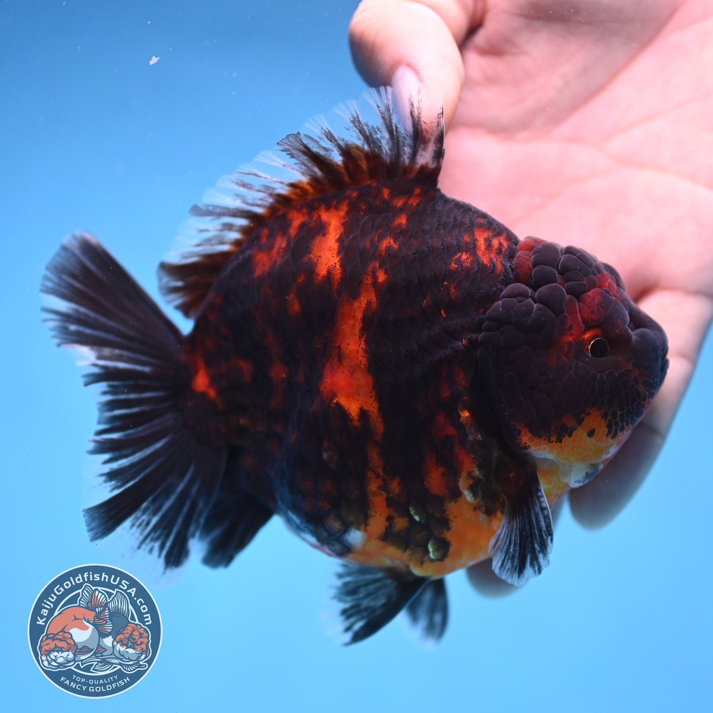 Tiger Oranda 4 inch Body (250905_OR13)