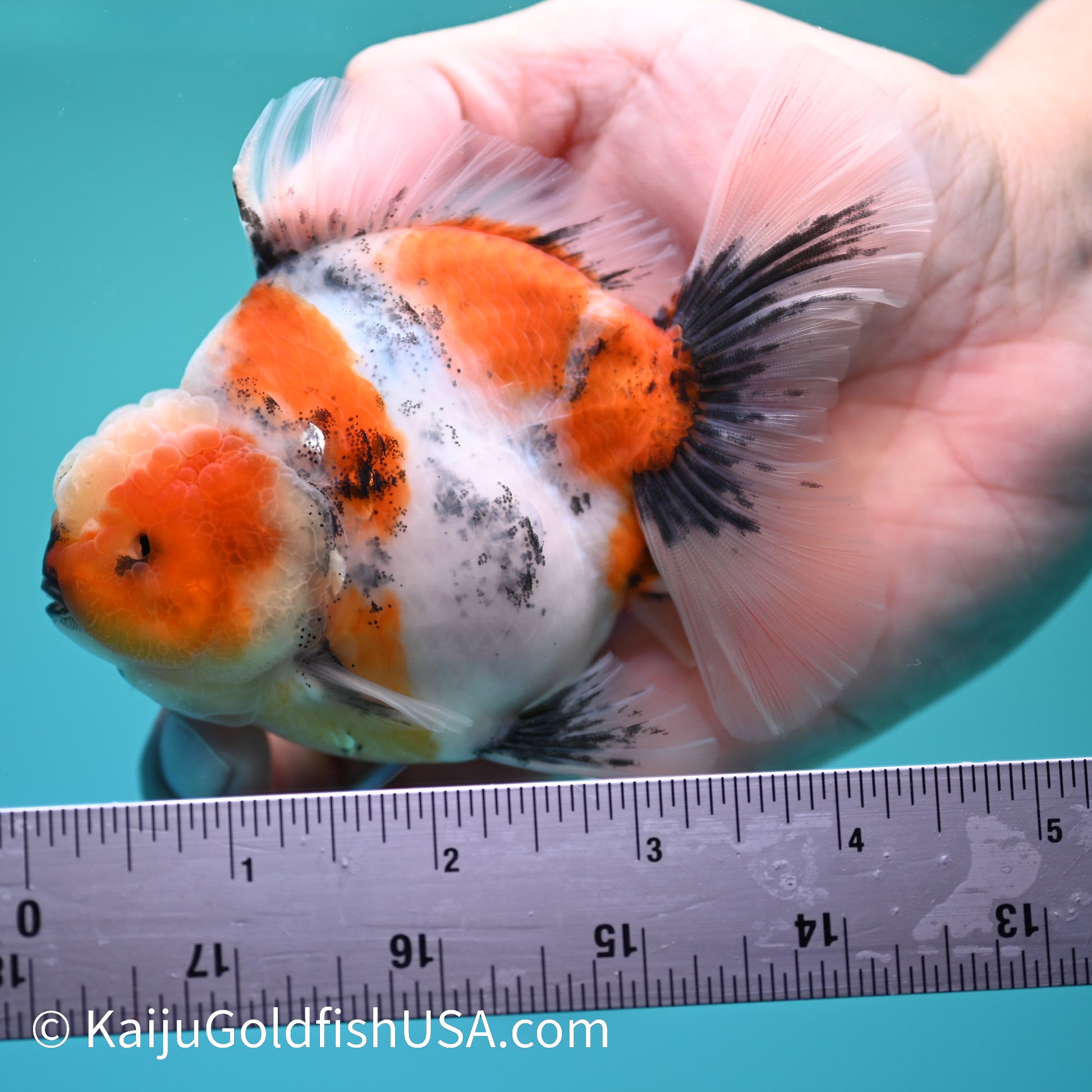 Calico Rose Tail Oranda 4.5 inches (240405_OR13) - Kaiju Goldfish USA