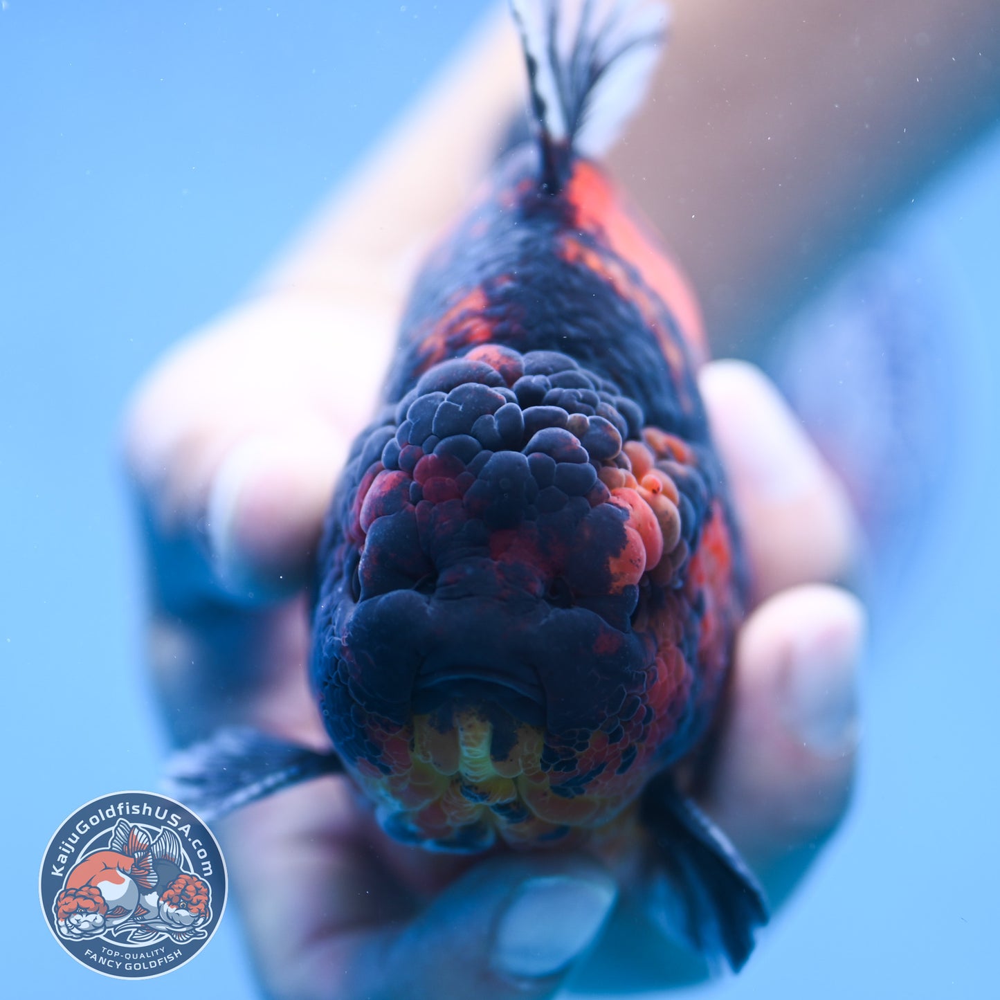 Tiger Oranda 4 inch Body (250905_OR13)