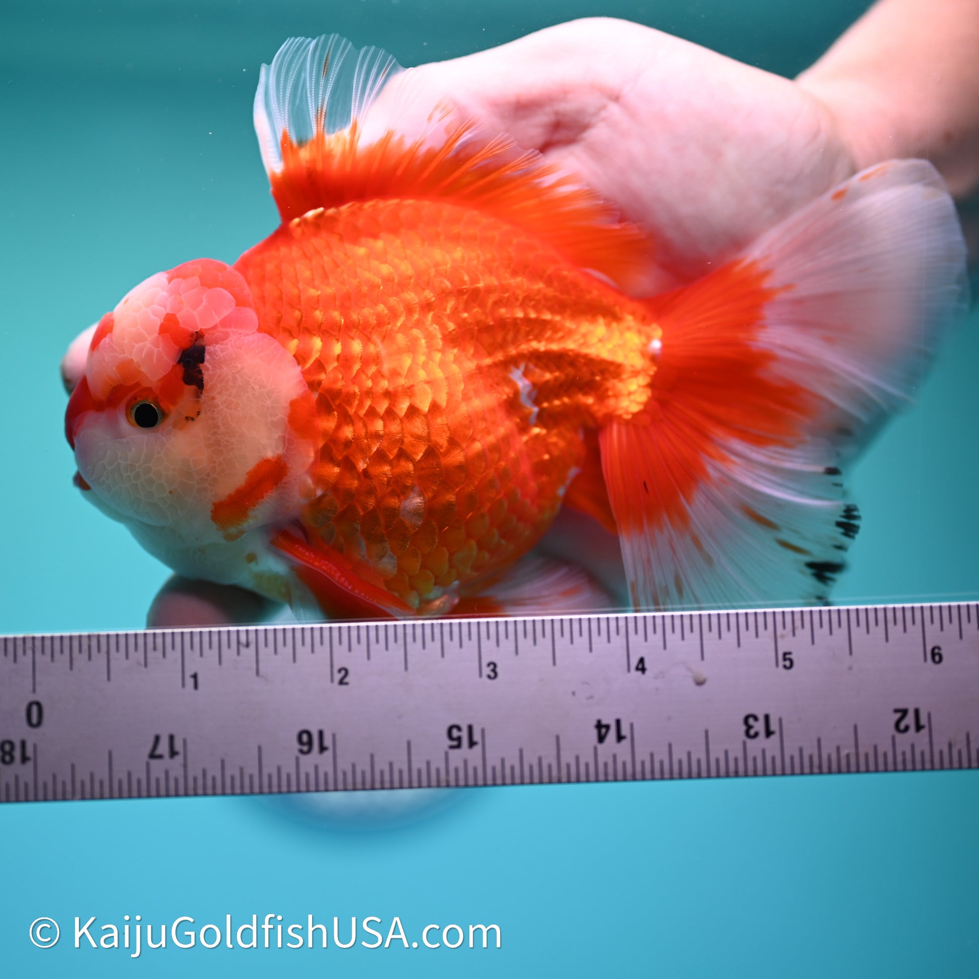 Jade Head Red White Rose Tail Oranda 4in Body (240607_OR13) - Kaiju Goldfish USA