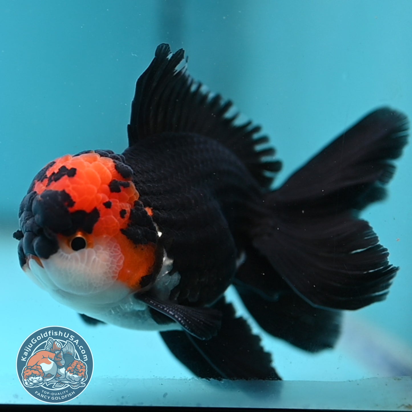 Tricolor Oranda 3.5 inch Body (250613_OR13)