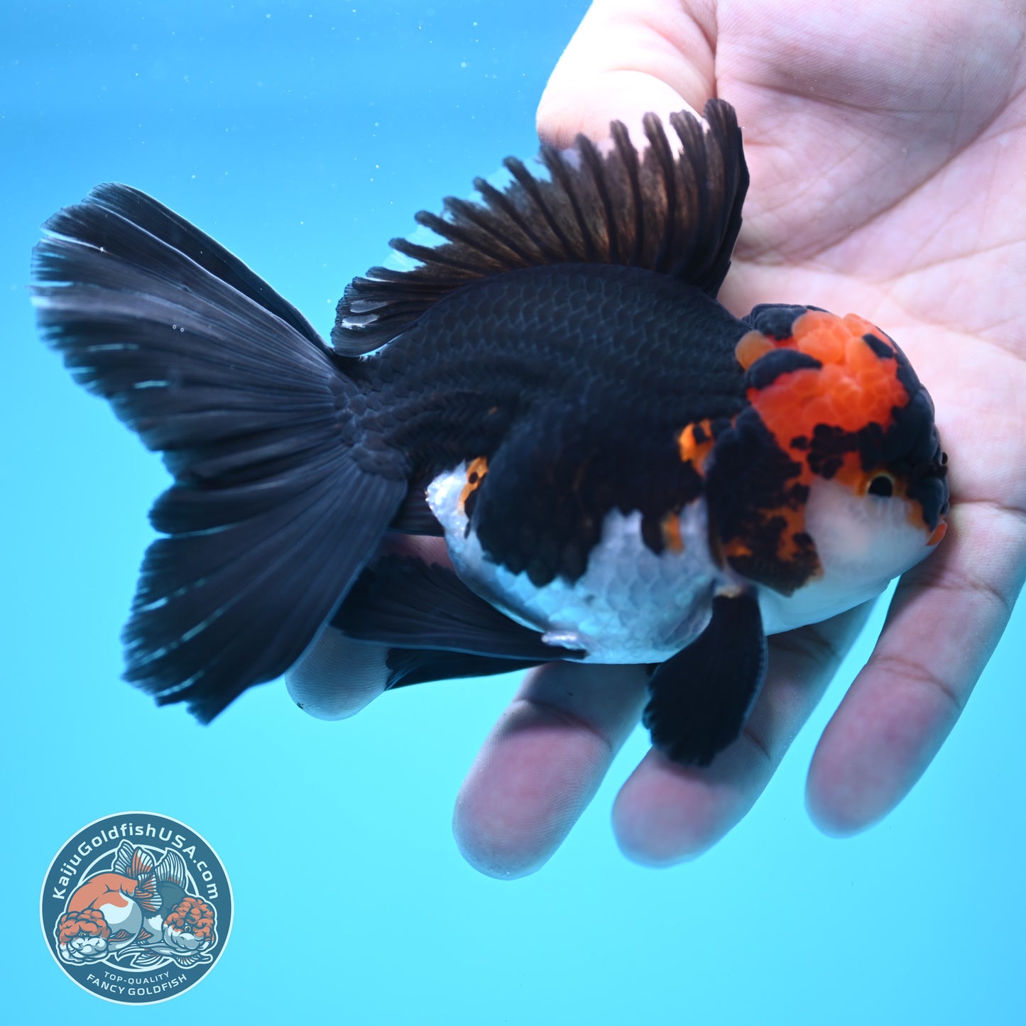 Tricolor Oranda 3.5 inch Body (250613_OR13)