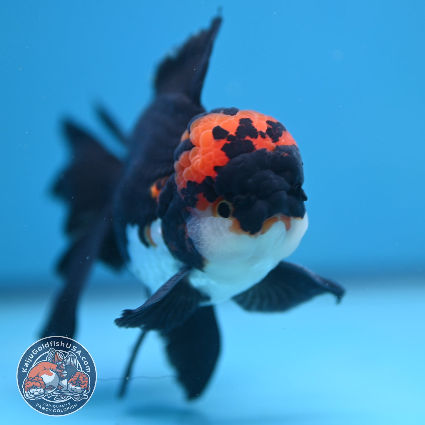 Tricolor Oranda 3.5 inch Body (250613_OR13)