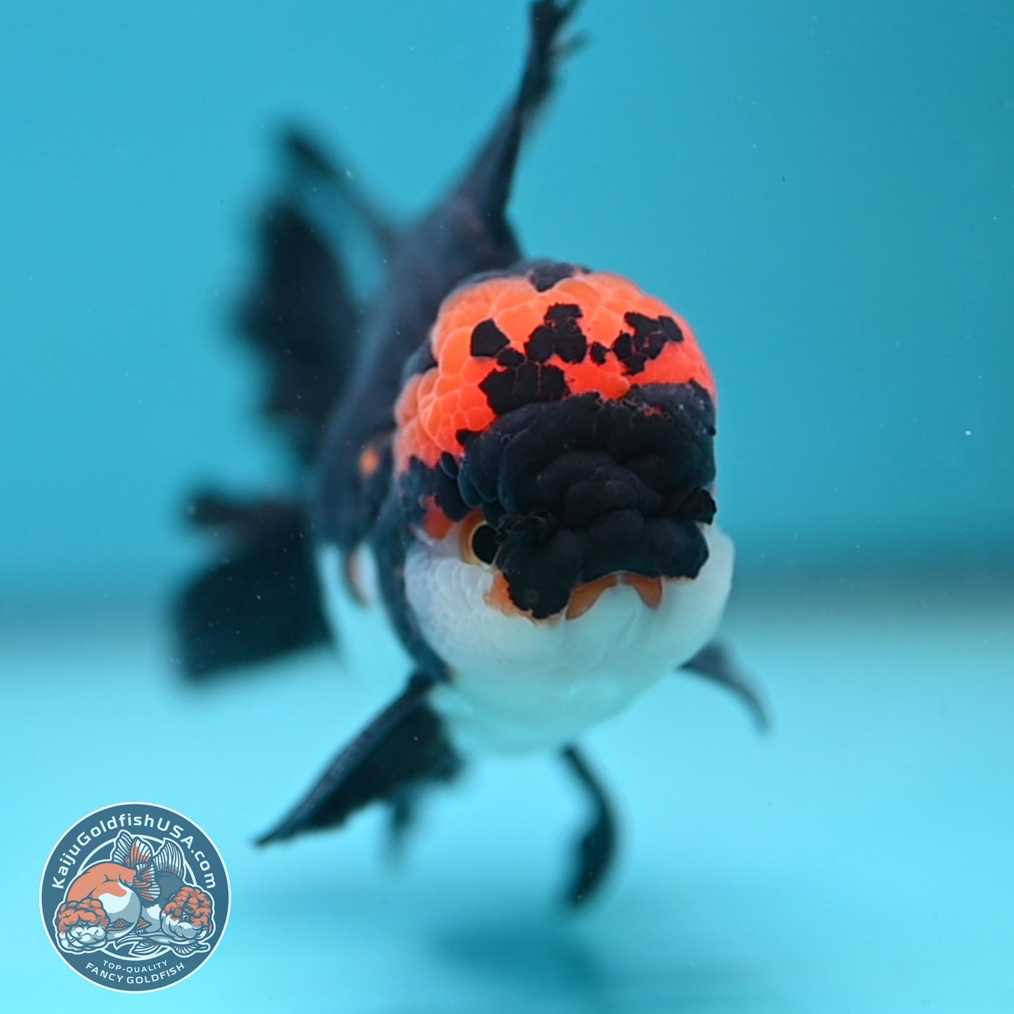Tricolor Oranda 3.5 inch Body (250613_OR13)
