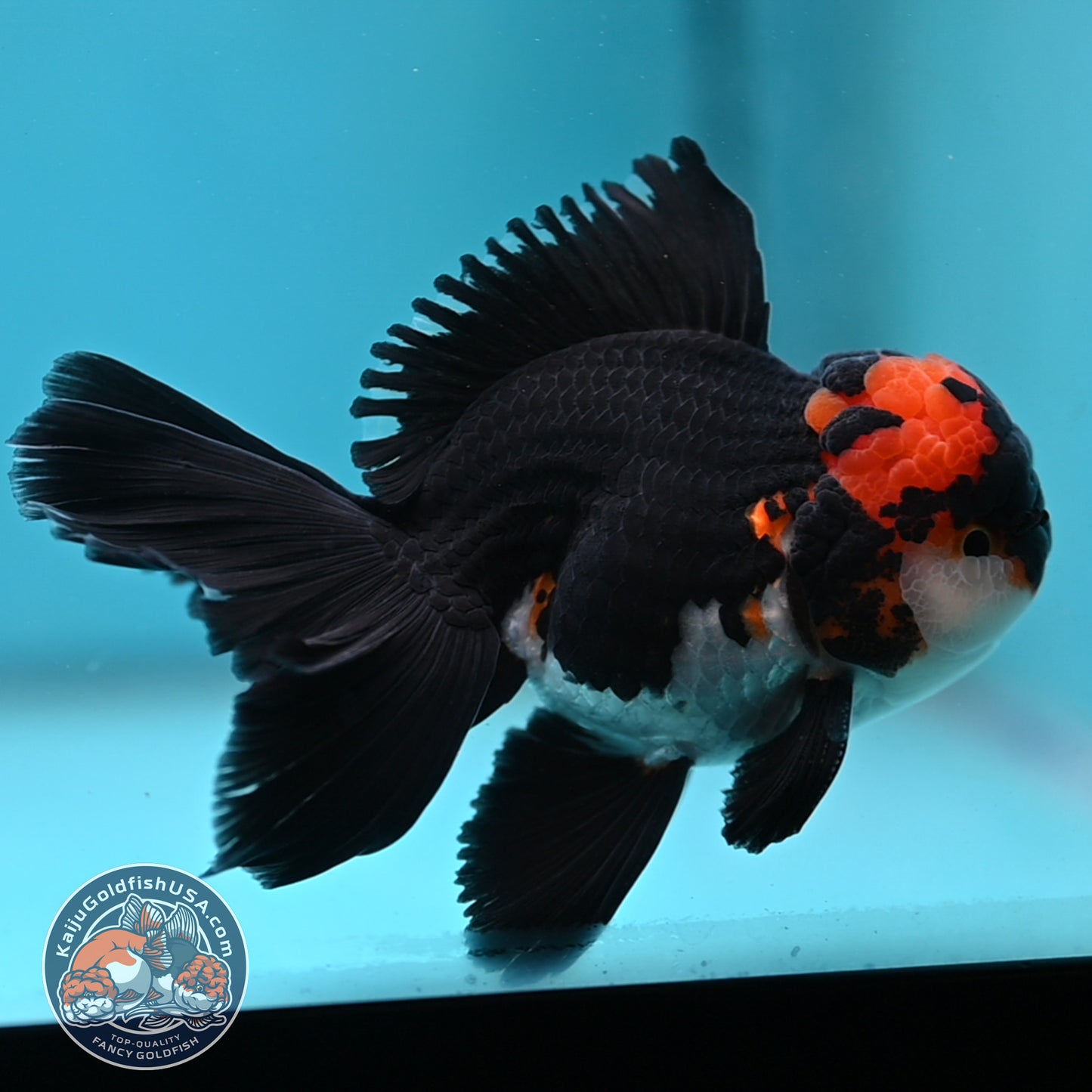 Tricolor Oranda 3.5 inch Body (250613_OR13)