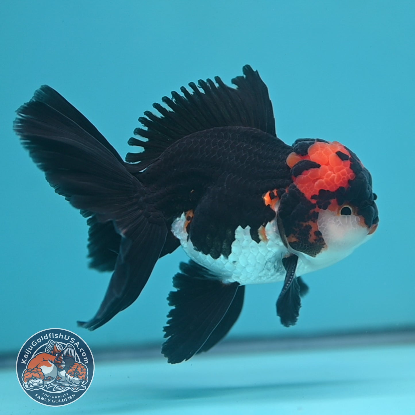 Tricolor Oranda 3.5 inch Body (250613_OR13)