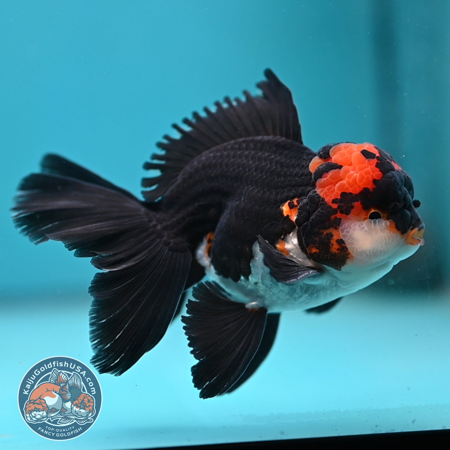 Tricolor Oranda 3.5 inch Body (250613_OR13)