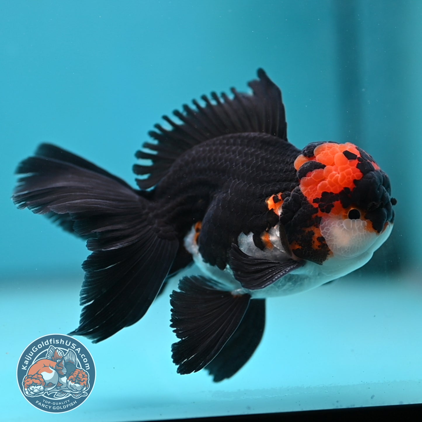 Tricolor Oranda 3.5 inch Body (250613_OR13)