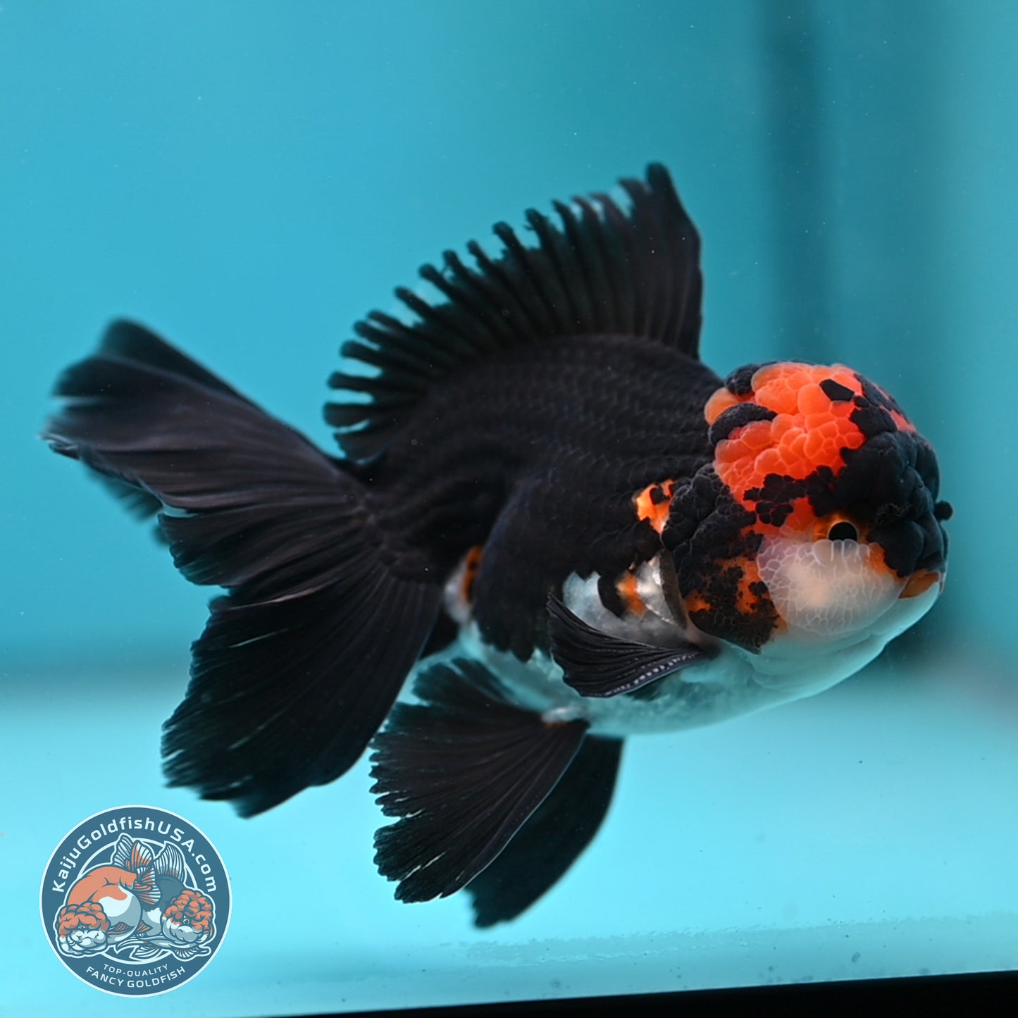 Tricolor Oranda 3.5 inch Body (250613_OR13)