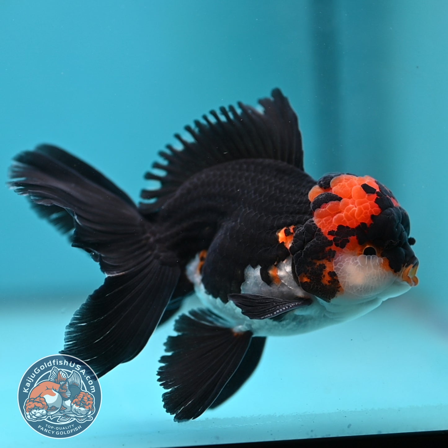 Tricolor Oranda 3.5 inch Body (250613_OR13)