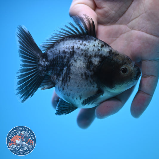 Shogun Blue Based Oranda 4 inch Body (250815_OR13)