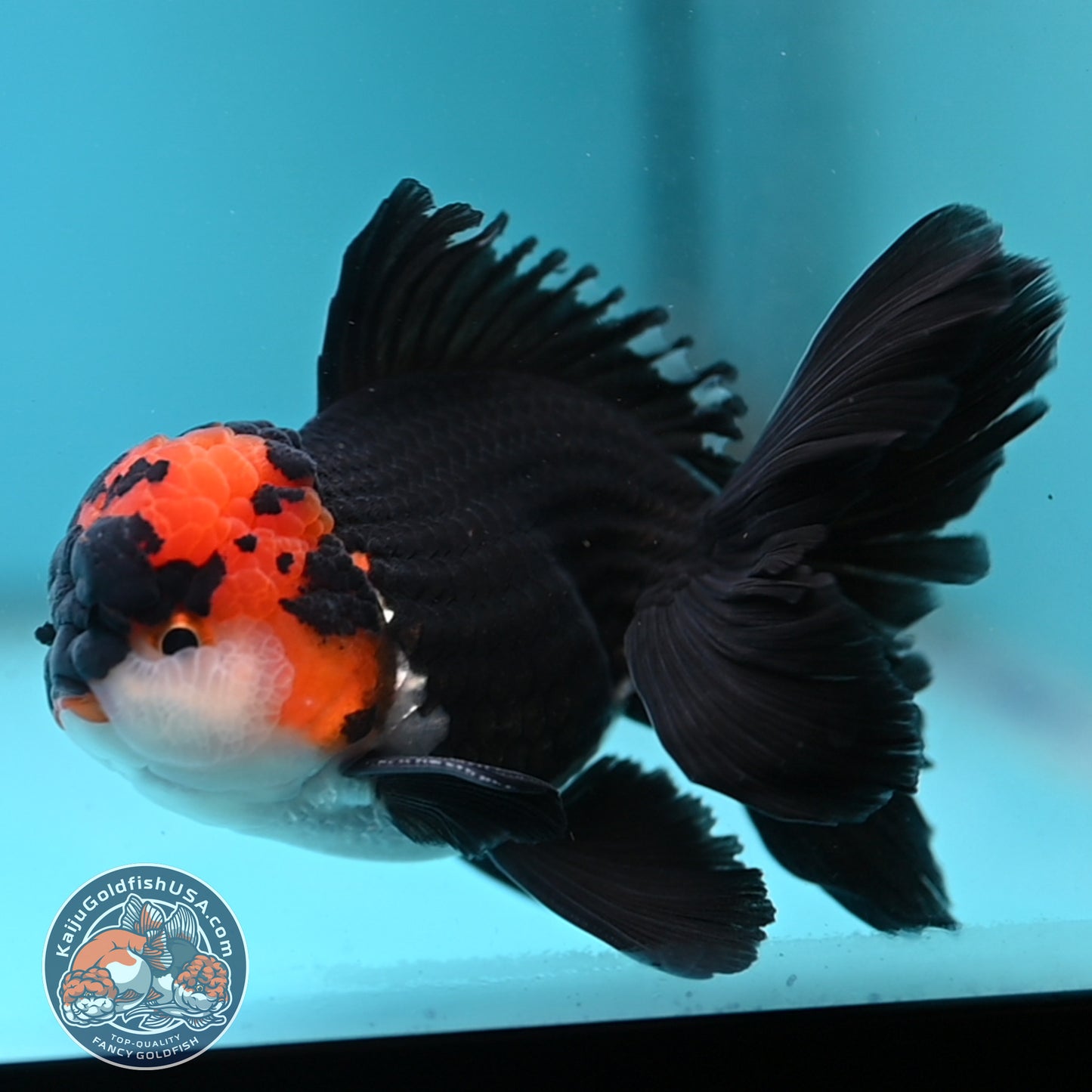 Tricolor Oranda 3.5 inch Body (250613_OR13)