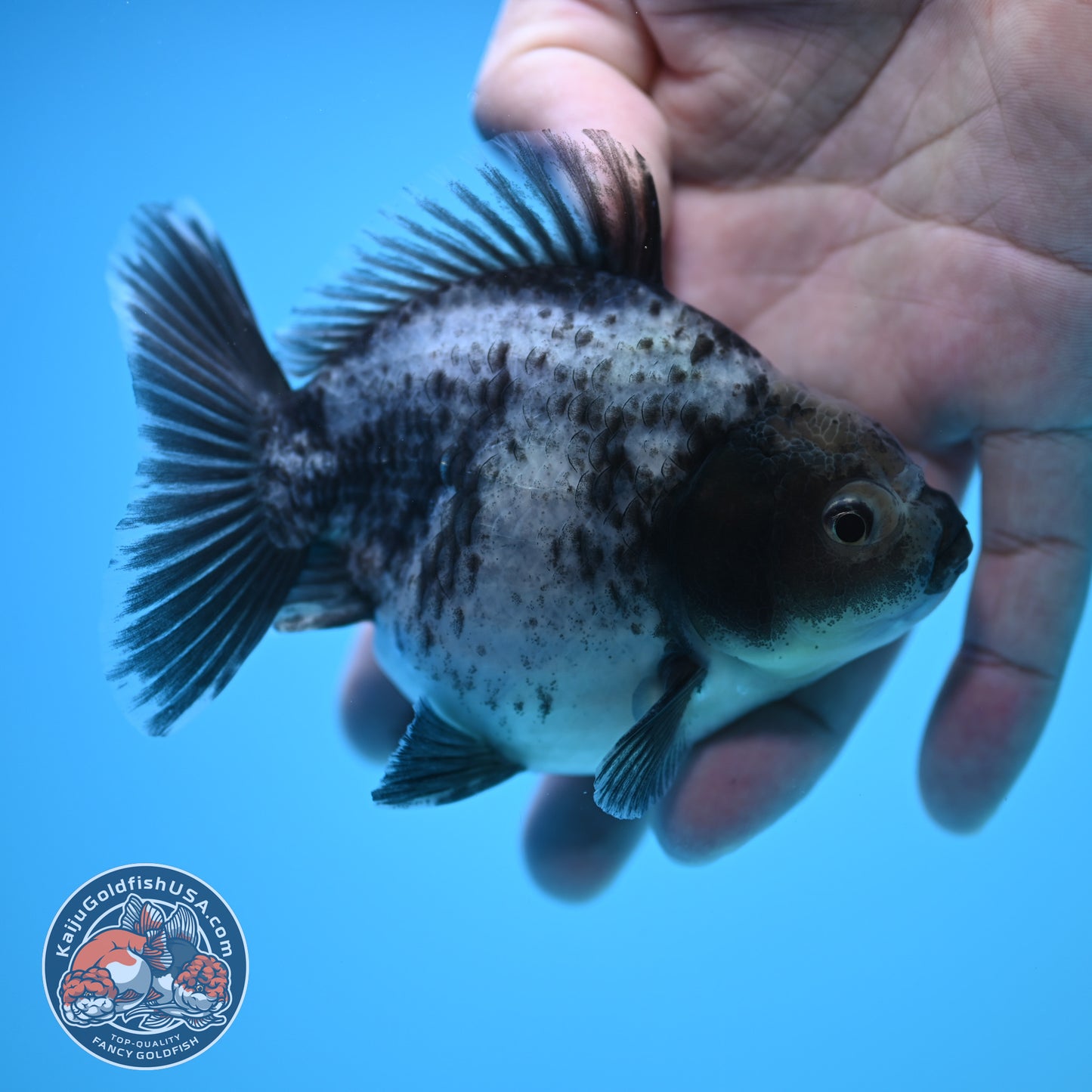 Shogun Blue Based Oranda 4 inch Body (250815_OR13)
