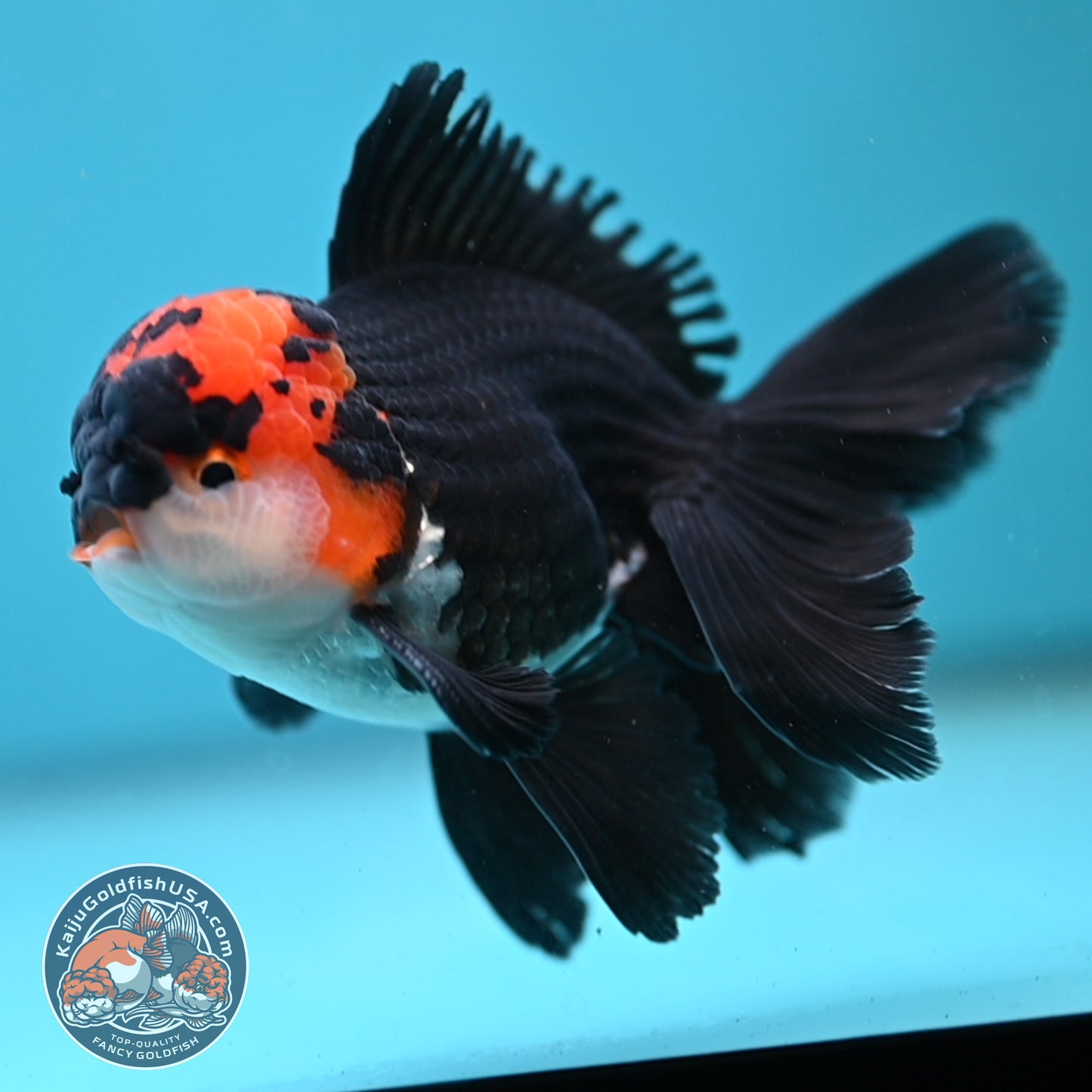 Tricolor Oranda 3.5 inch Body (250613_OR13)