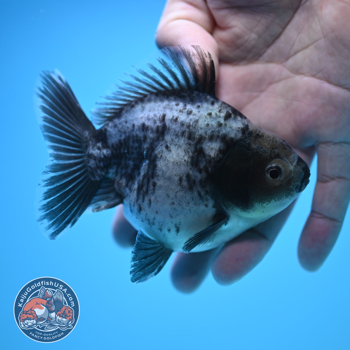Shogun Blue Based Oranda 4 inch Body (250815_OR13)