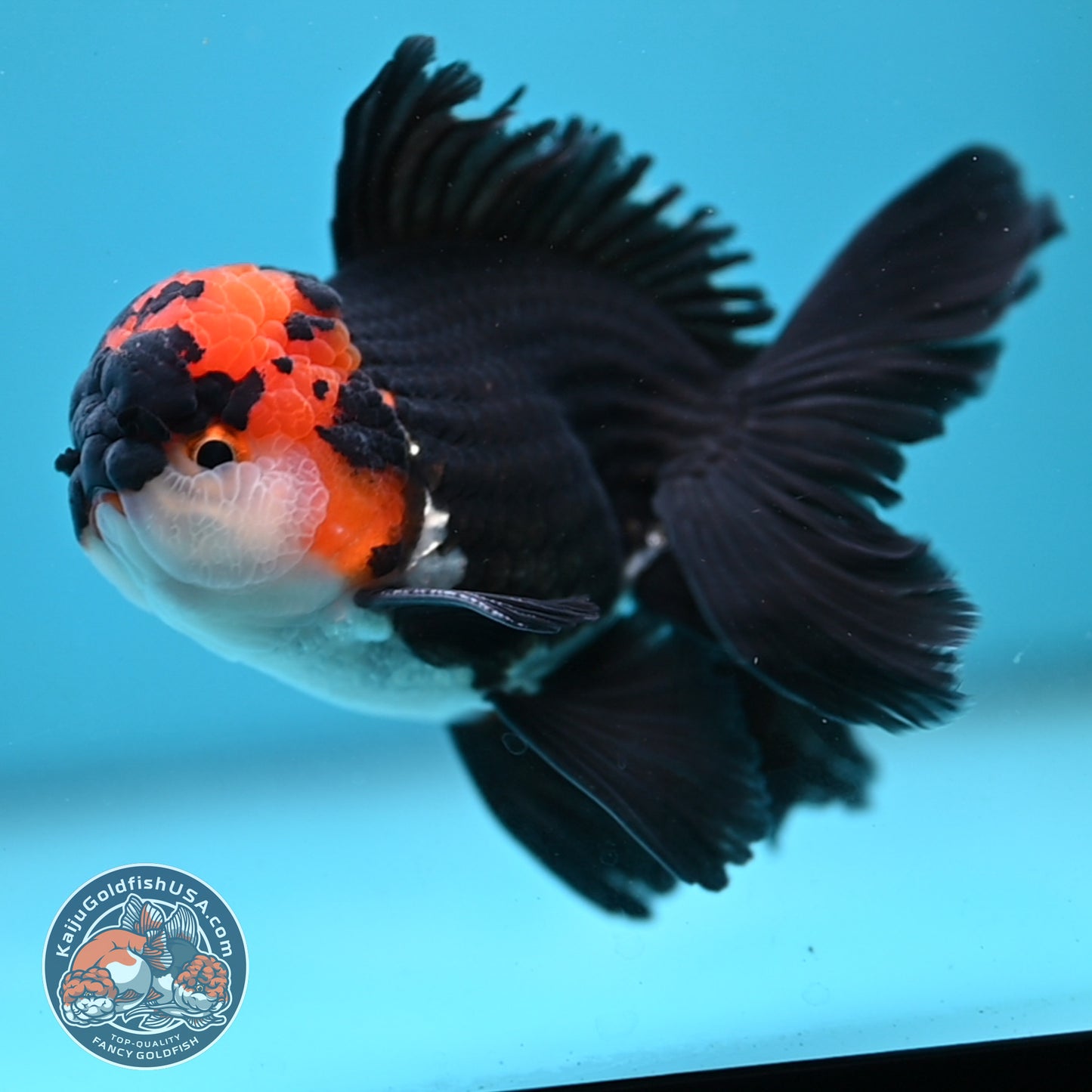 Tricolor Oranda 3.5 inch Body (250613_OR13)