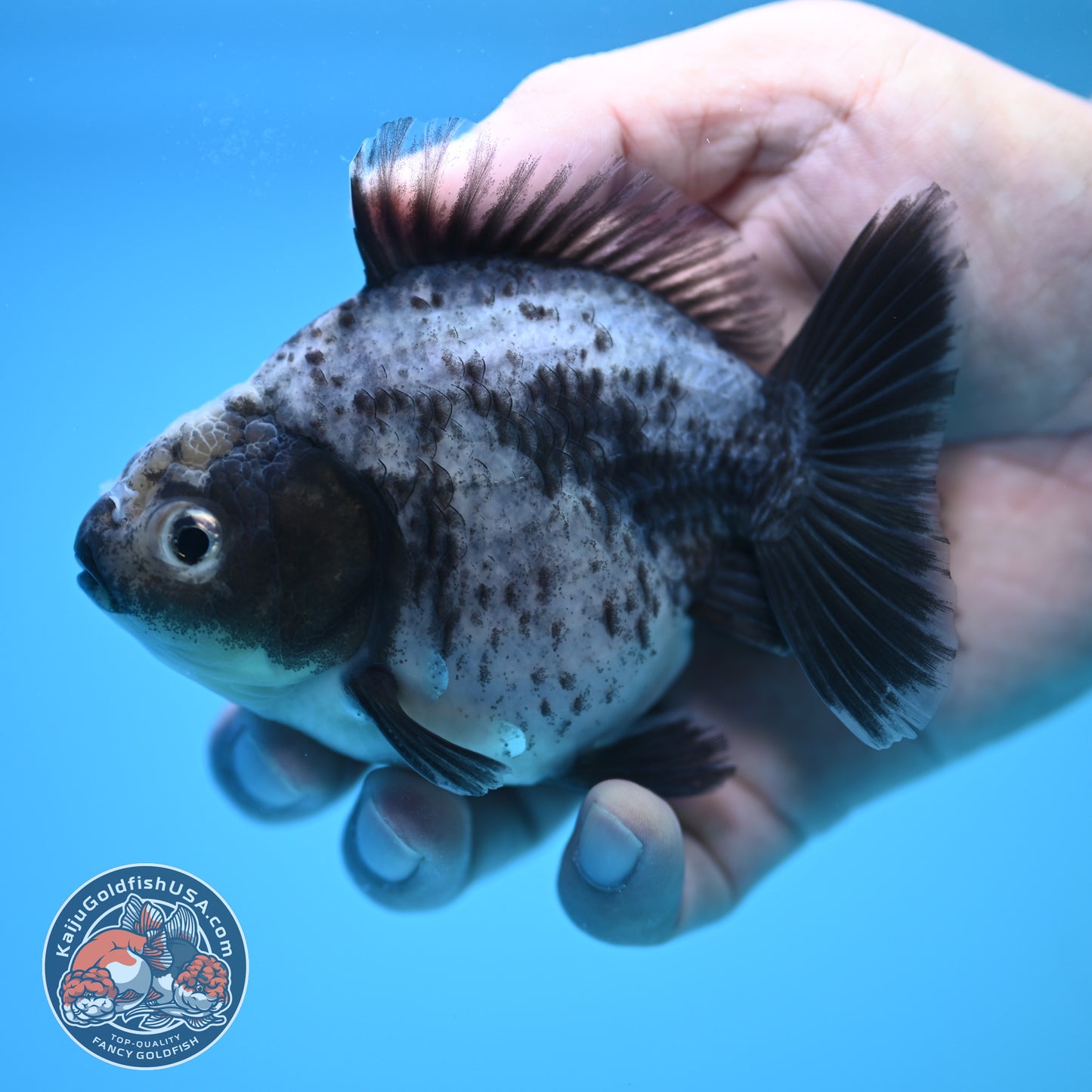 Shogun Blue Based Oranda 4 inch Body (250815_OR13)