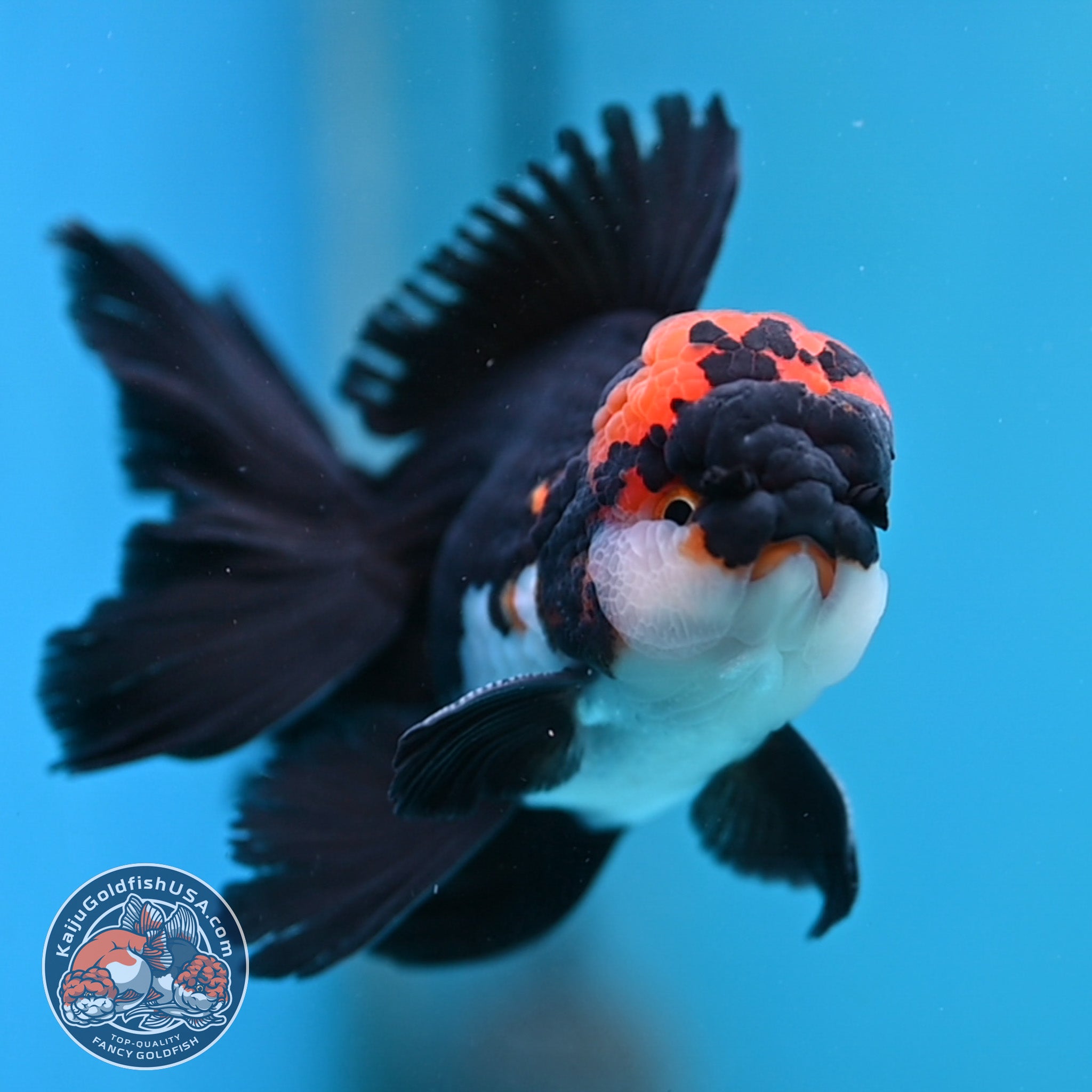 3 Inch Goldfish Tricolor Oranda 3.5 inch Body (250613_OR13) – Kaiju Goldfish USA