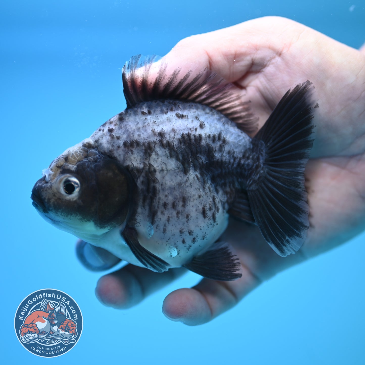 Shogun Blue Based Oranda 4 inch Body (250815_OR13)