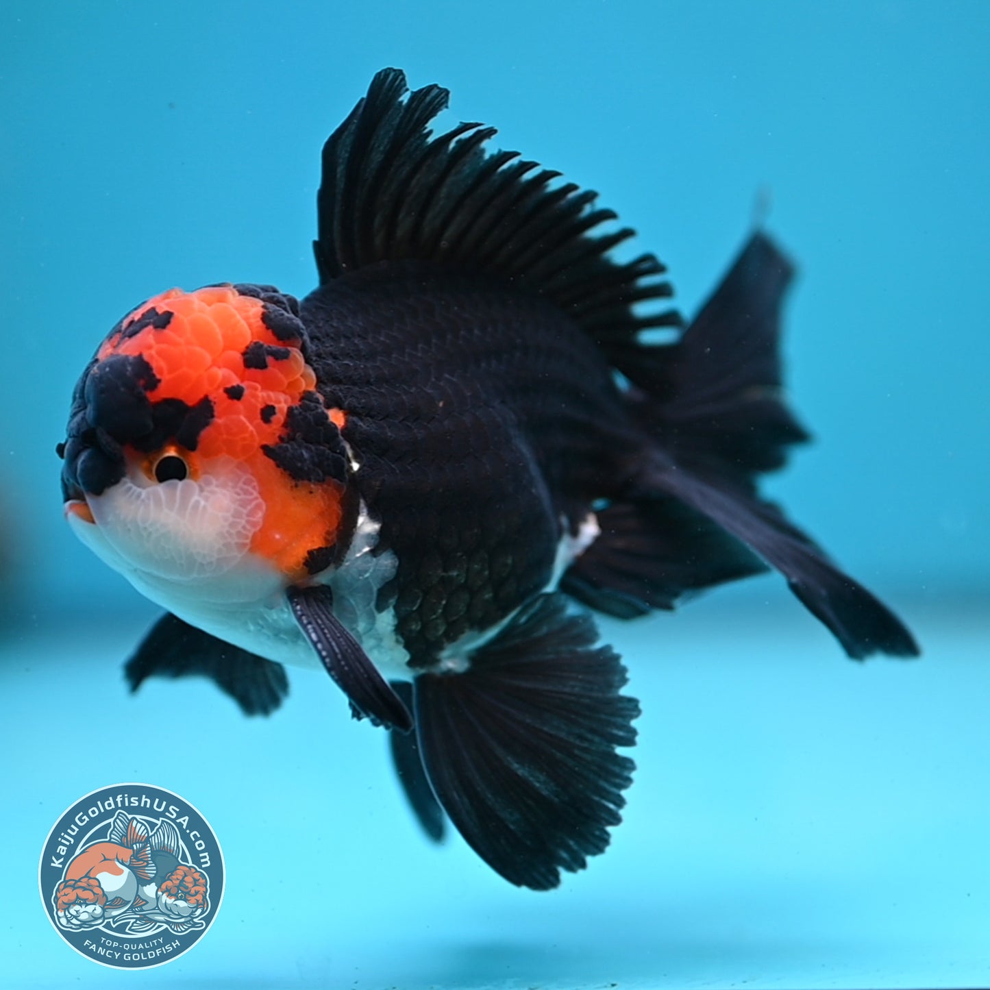 Tricolor Oranda 3.5 inch Body (250613_OR13)