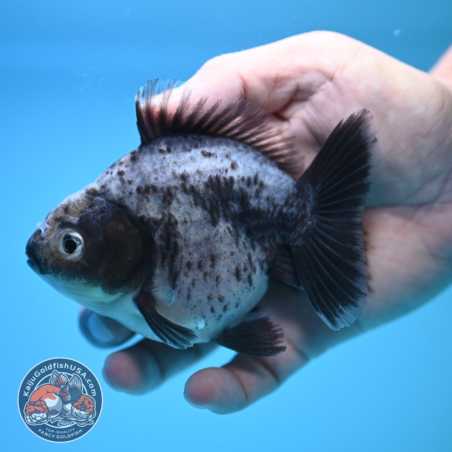 Shogun Blue Based Oranda 4 inch Body (250815_OR13)