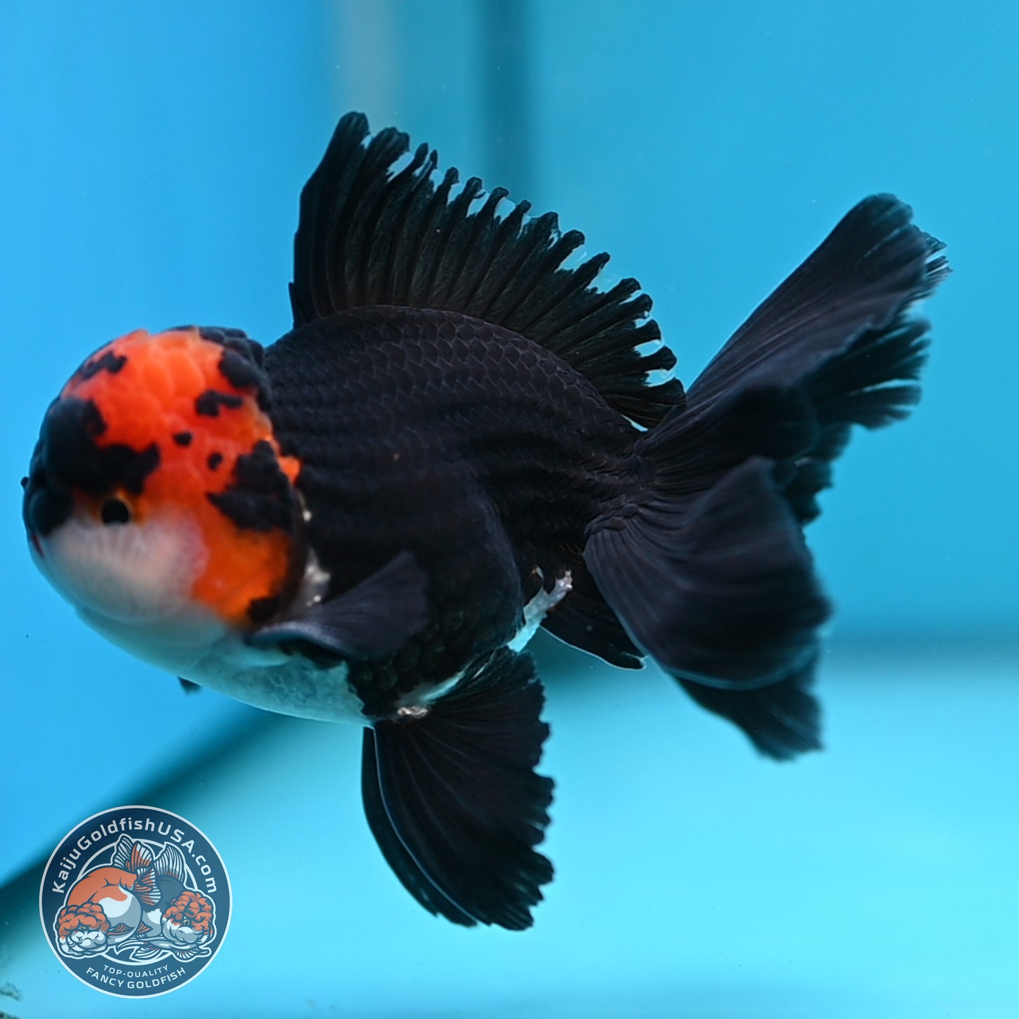 Tricolor Oranda 3.5 inch Body (250613_OR13)
