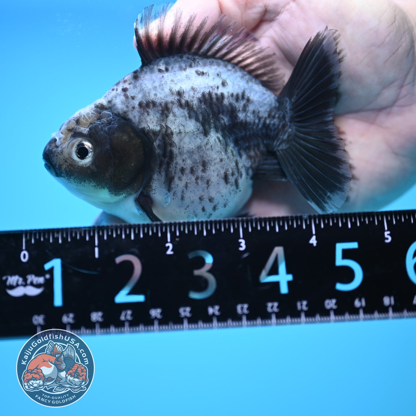 Shogun Blue Based Oranda 4 inch Body (250815_OR13)