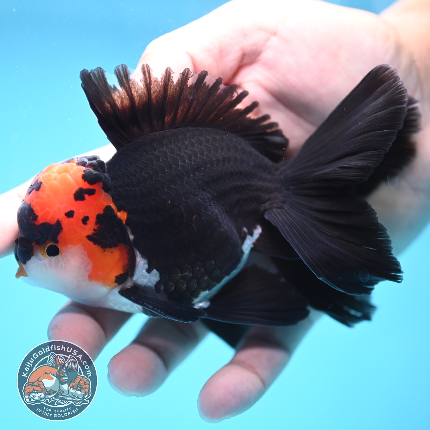 Tricolor Oranda 3.5 inch Body (250613_OR13)