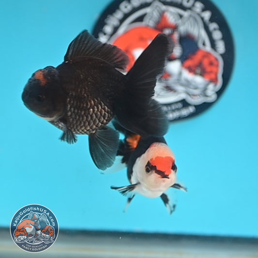 2-Pack Oranda 3 inches Body (250509_OR13)