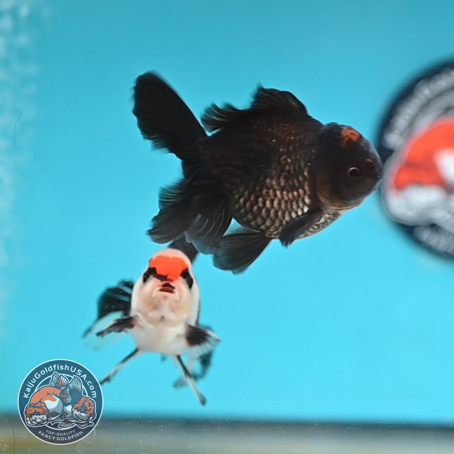 2-Pack Oranda 3 inches Body (250509_OR13)