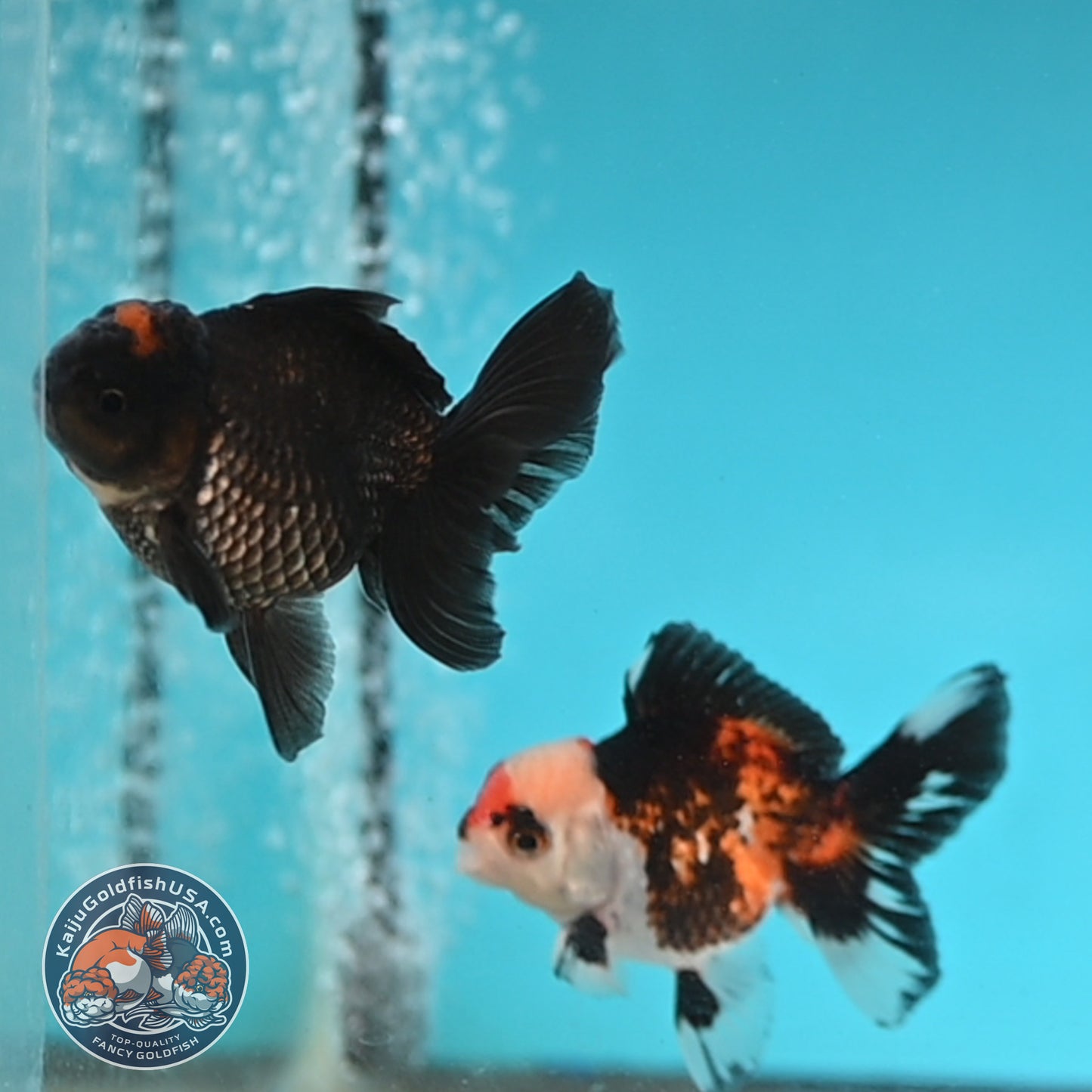 2-Pack Oranda 3 inches Body (250509_OR13)