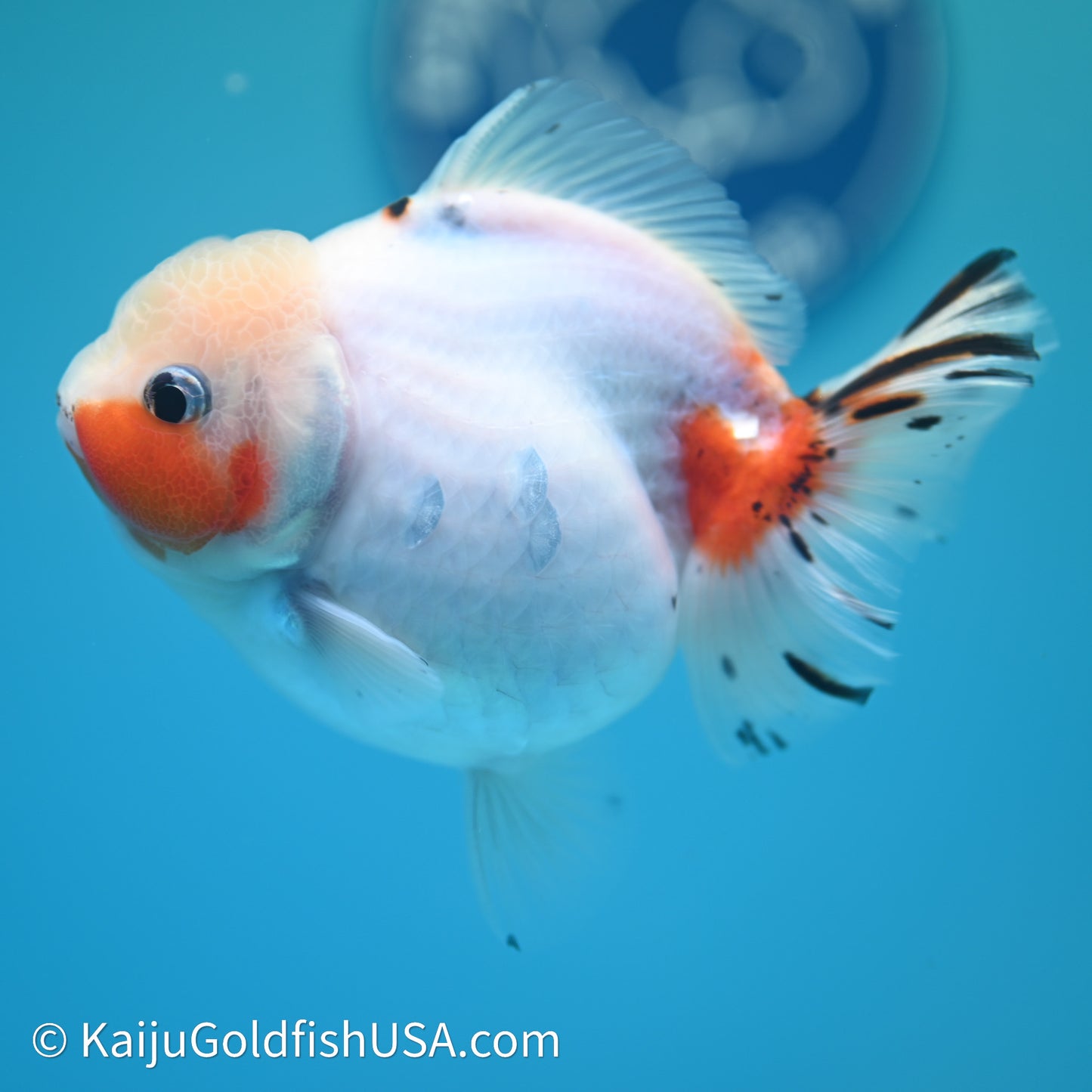 Shogun Godzilla Calico Oranda 3.75in Body (240614_OR14) - Kaiju Goldfish USA