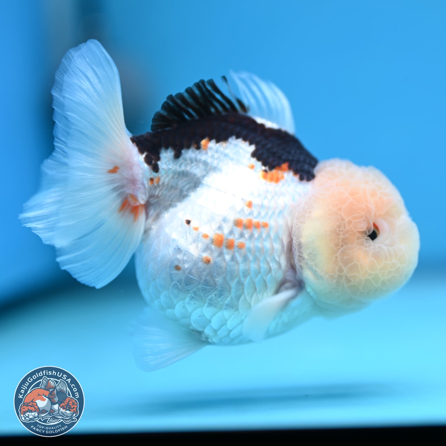 Tricolor Oranda 3.5-4.5 inches (241004_OR14) - Kaiju Goldfish USA