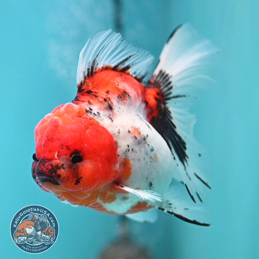 Tricolor Sakura Rose Tail Oranda 4 inches Body (250502_OR14)