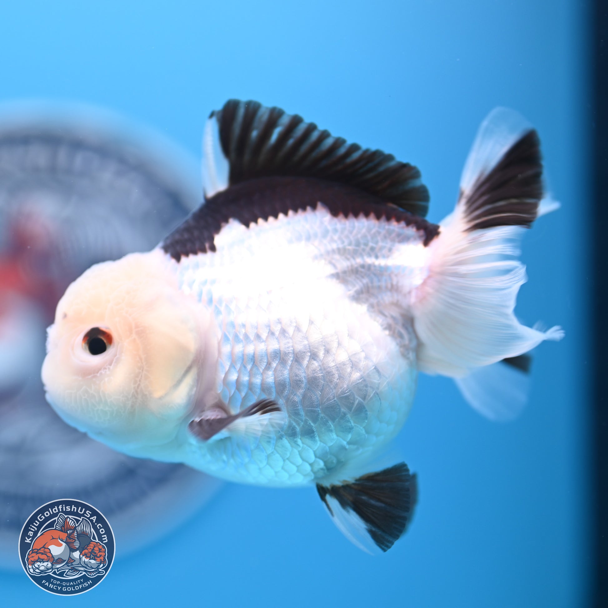 Panda Oranda 3.5-4.5 inches (240913_OR14) - Kaiju Goldfish USA