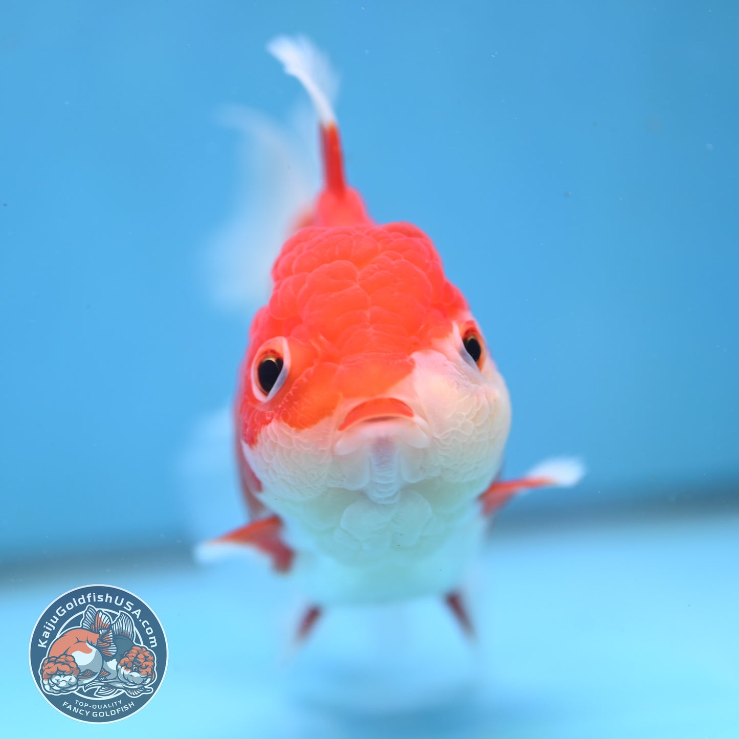Red White Rose Tail Oranda 4 inch Body (251003_OR14)