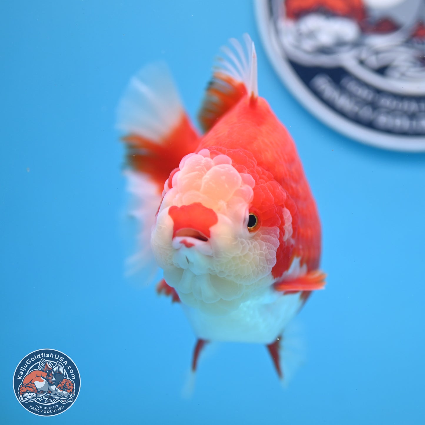 Jumbo Red White YuanBao Oranda 5 inches Body - Female (250214_OR14)