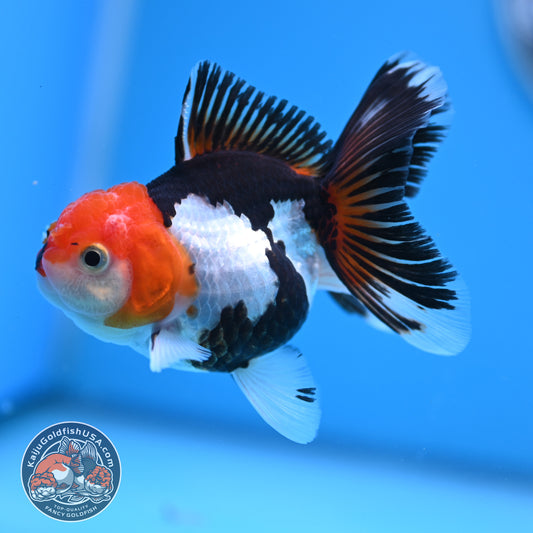 Tricolor Oranda 3 inches Body (250530_OR14)