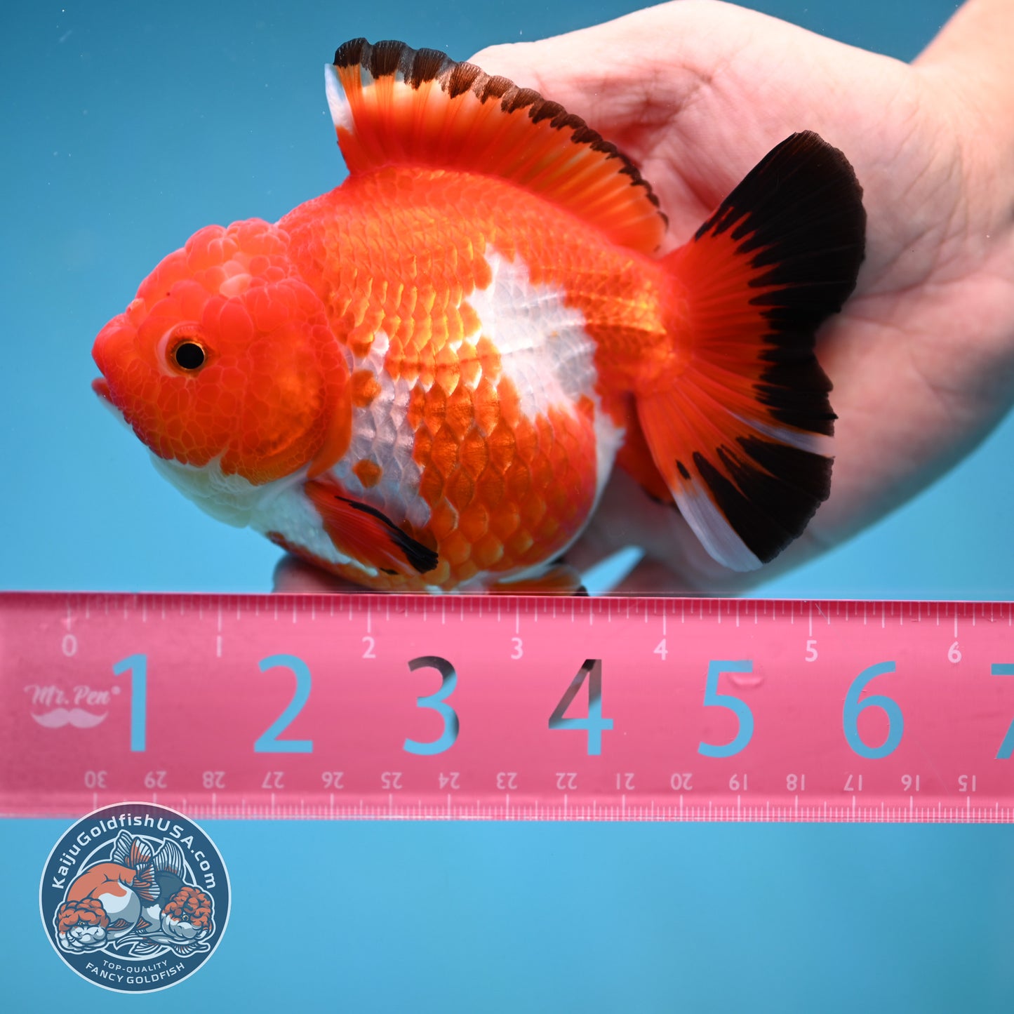 Red White Oranda 4.5 inch Body (250912_OR14)