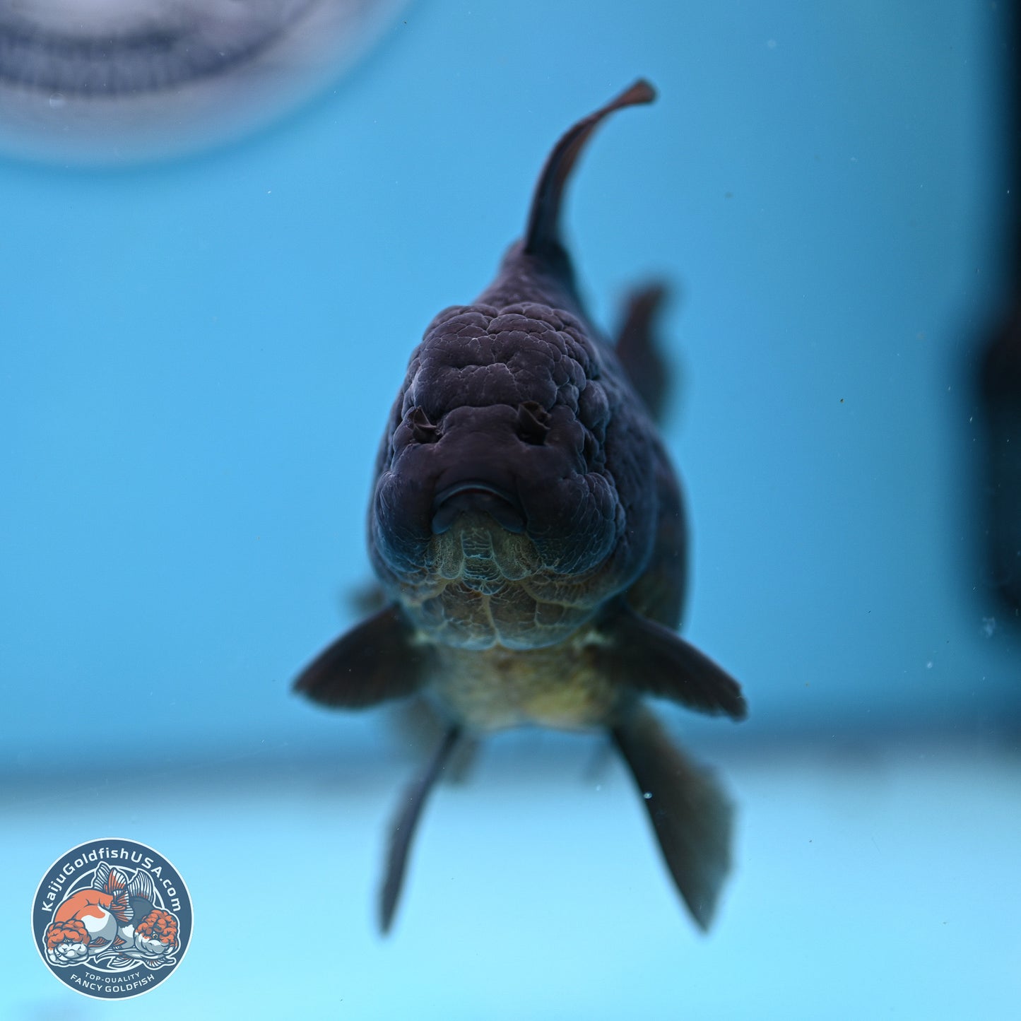 Jet Black Rose Tail Oranda 4.5 inches - Female (241129_OR14) - Kaiju Goldfish USA