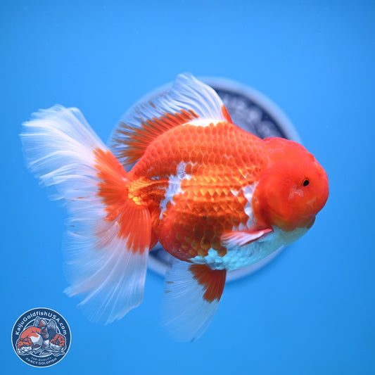 Red White Rose Tail Oranda 4-6.5 inches (240906_OR14) - Kaiju Goldfish USA