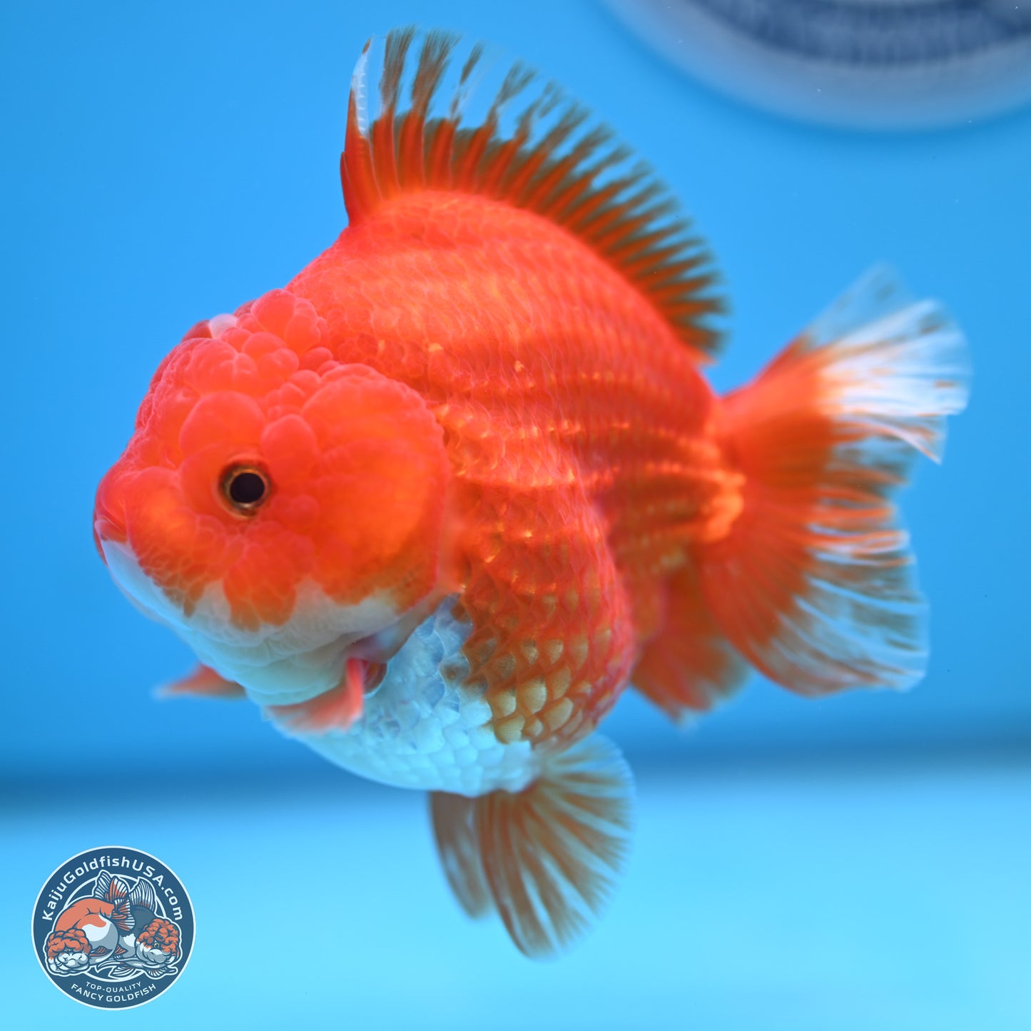 Red White YuanBao Oranda 3.5 inches Body - Female (250103_OR14) - Kaiju Goldfish USA