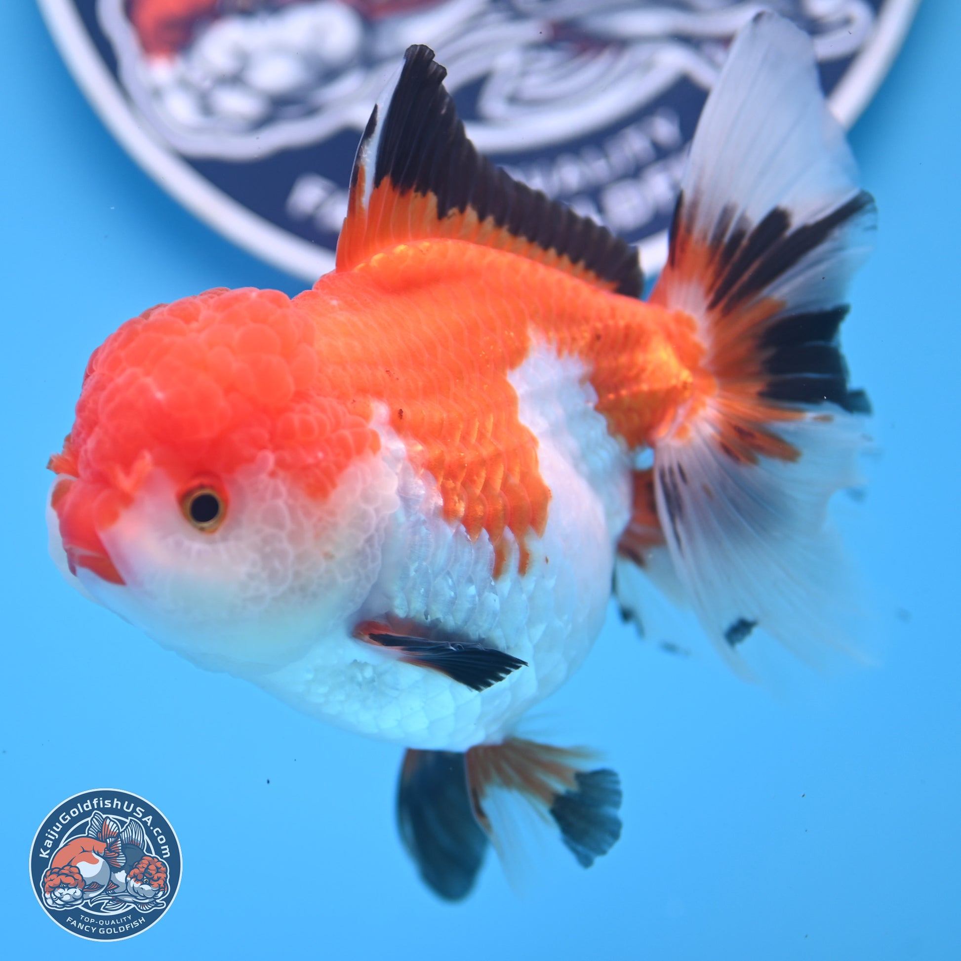 Tricolor Rose Tail Oranda 5 inches (241025_OR14) - Kaiju Goldfish USA