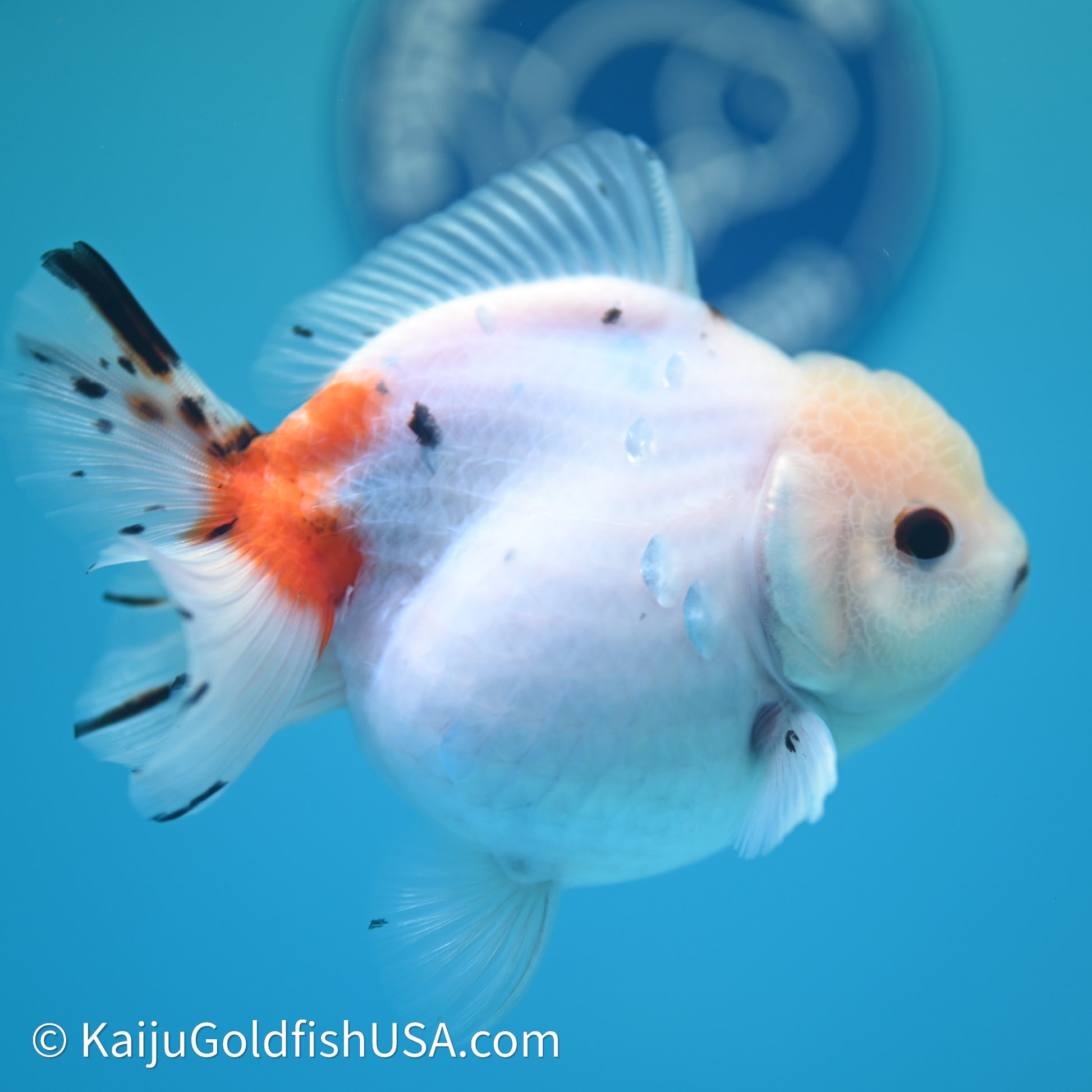 Shogun Godzilla Calico Oranda 3.75in Body (240614_OR14) - Kaiju Goldfish USA