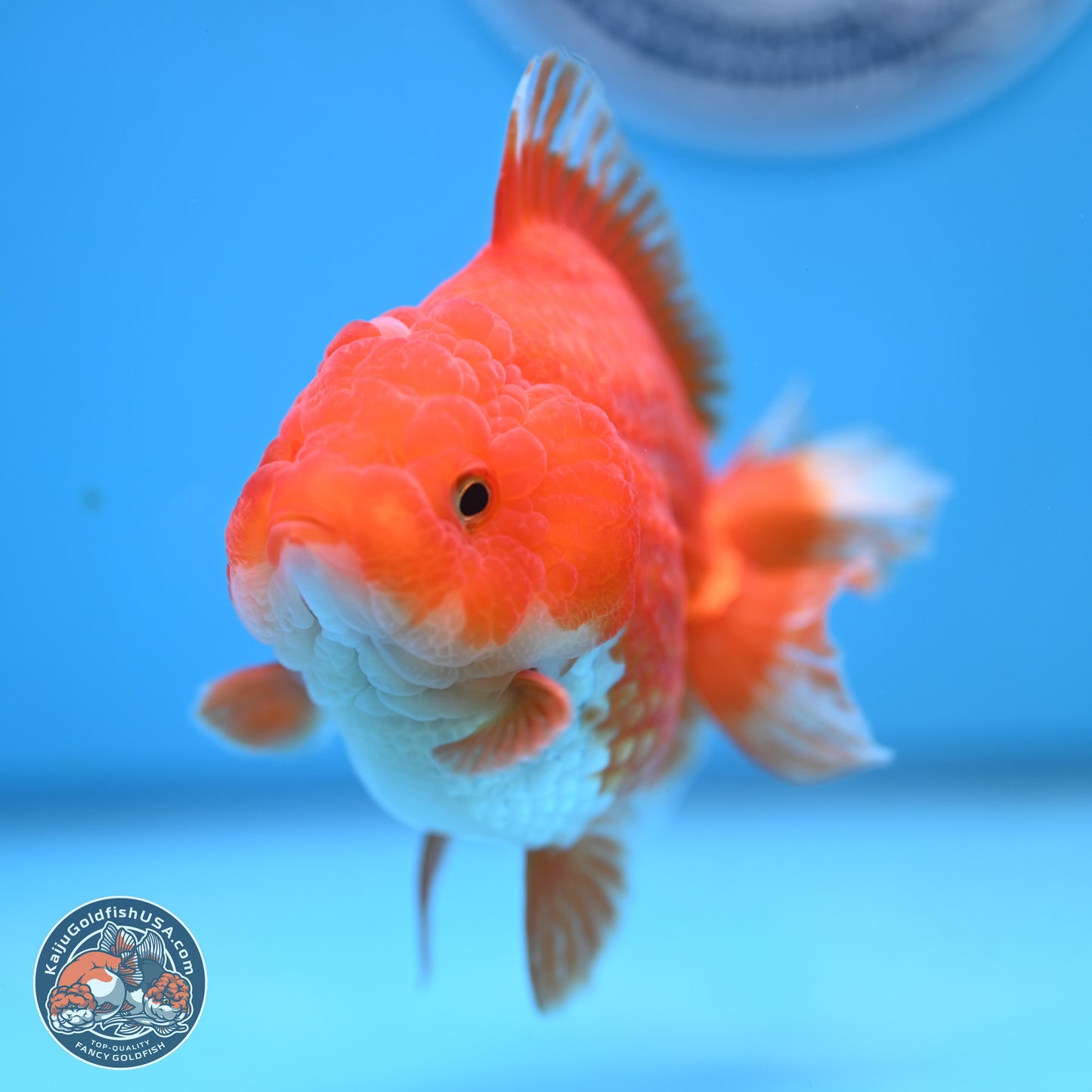 Red White YuanBao Oranda 3.5 inches Body - Female (250103_OR14) - Kaiju Goldfish USA