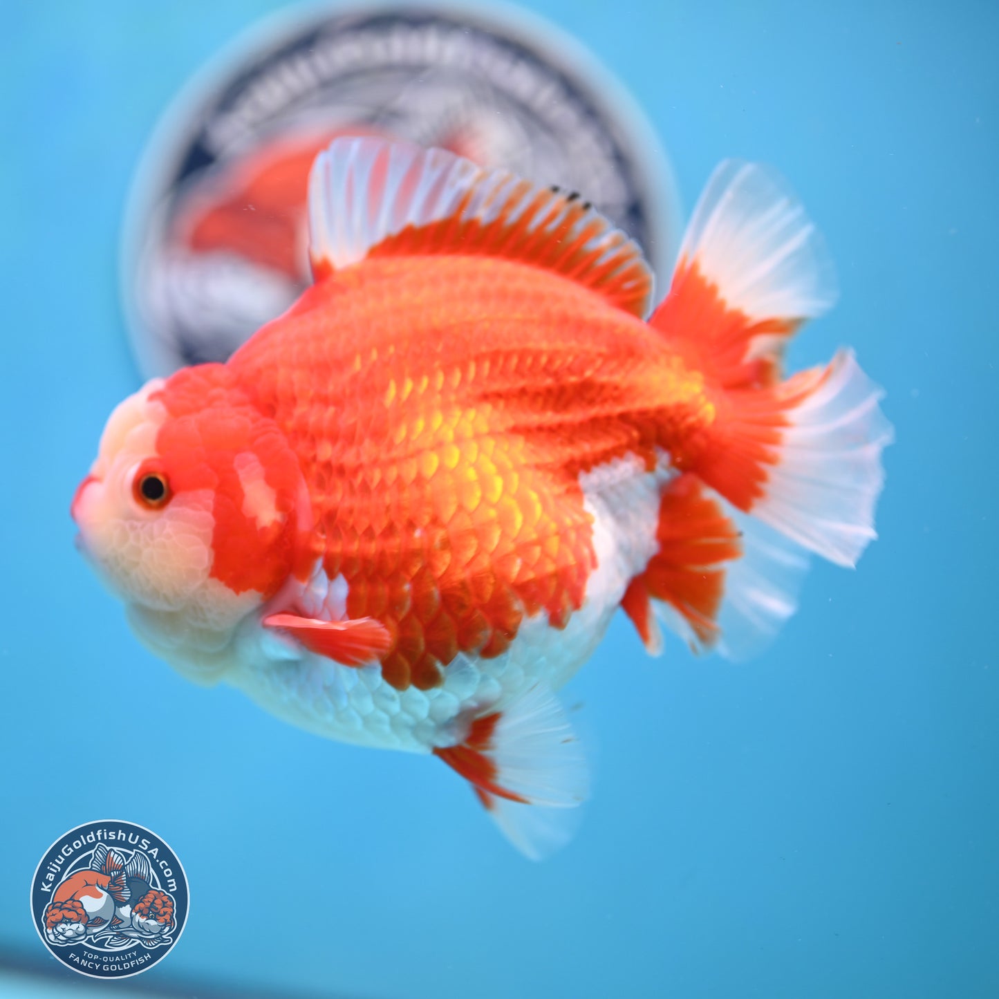 Jumbo Red White YuanBao Oranda 5 inches Body - Female (250214_OR14)